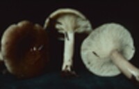 Lactarius mucidus image