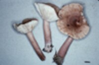 Lactarius mutabilis image