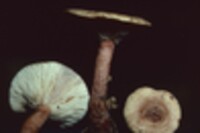 Lactarius mutabilis image