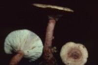 Lactarius mutabilis image