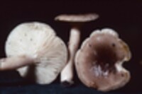 Lactarius mucidus var. mucidus image