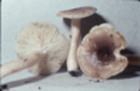 Lactarius mucidus image