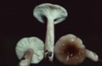 Lactarius mucidus var. mucidus image