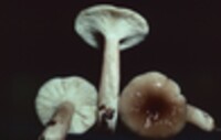 Lactarius mucidus var. mucidus image