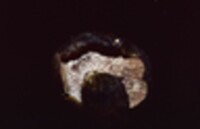 Lactarius turpis image