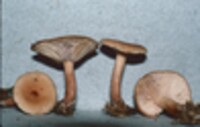 Lactarius oculatus image