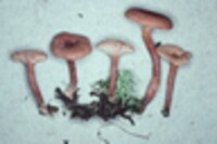 Lactarius oculatus image