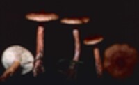 Lactarius oculatus image