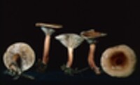 Lactarius oculatus image