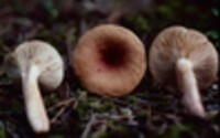 Lactarius oculatus image