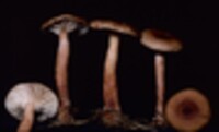 Lactarius oculatus image