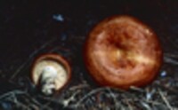 Lactarius olympianus image