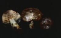 Lactarius pallescens image