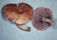 Lactarius peckii image