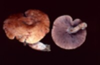 Lactarius peckii image