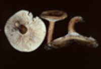 Lactarius petersenii image