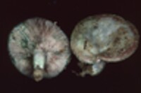 Lactarius paradoxus image