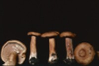 Lactarius peckii image