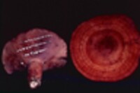Lactarius peckii image