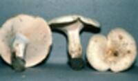 Lactarius glaucescens image