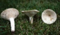 Lactarius glaucescens image