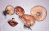 Lactarius proximellus image