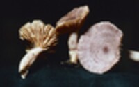 Lactarius purpureoechinatus image