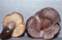 Lactarius pyrogalus image