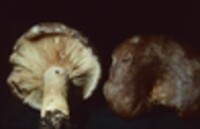 Lactarius pyrogalus image