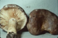 Lactarius pyrogalus image