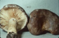 Lactarius pyrogalus image