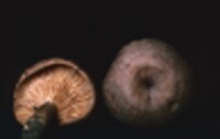 Lactarius pyrogalus image