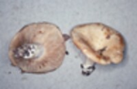 Lactarius psammicola f. glaber image