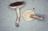 Image of Lactarius pseudogerardii