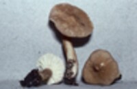 Lactarius gerardii image