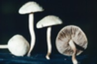 Agrocybe dura image