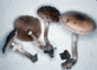 Agrocybe erebia image