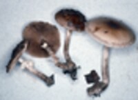 Agrocybe erebia image