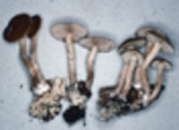 Agrocybe firma image