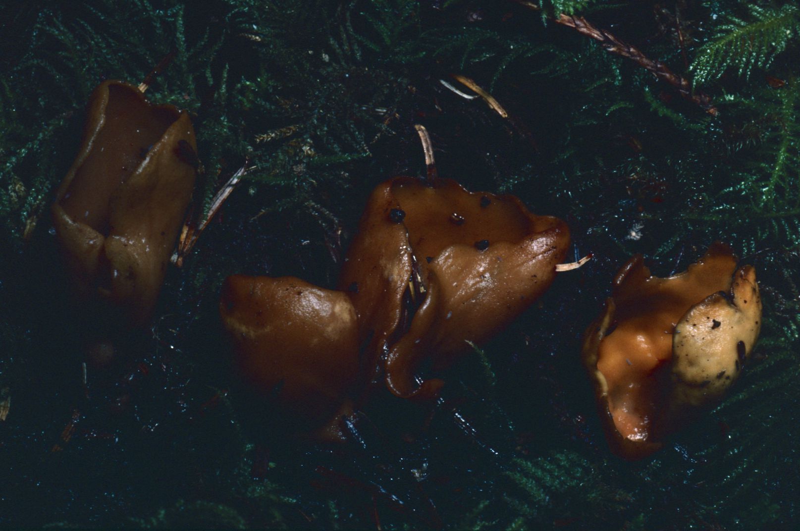 Otidea leporina var. leporina image
