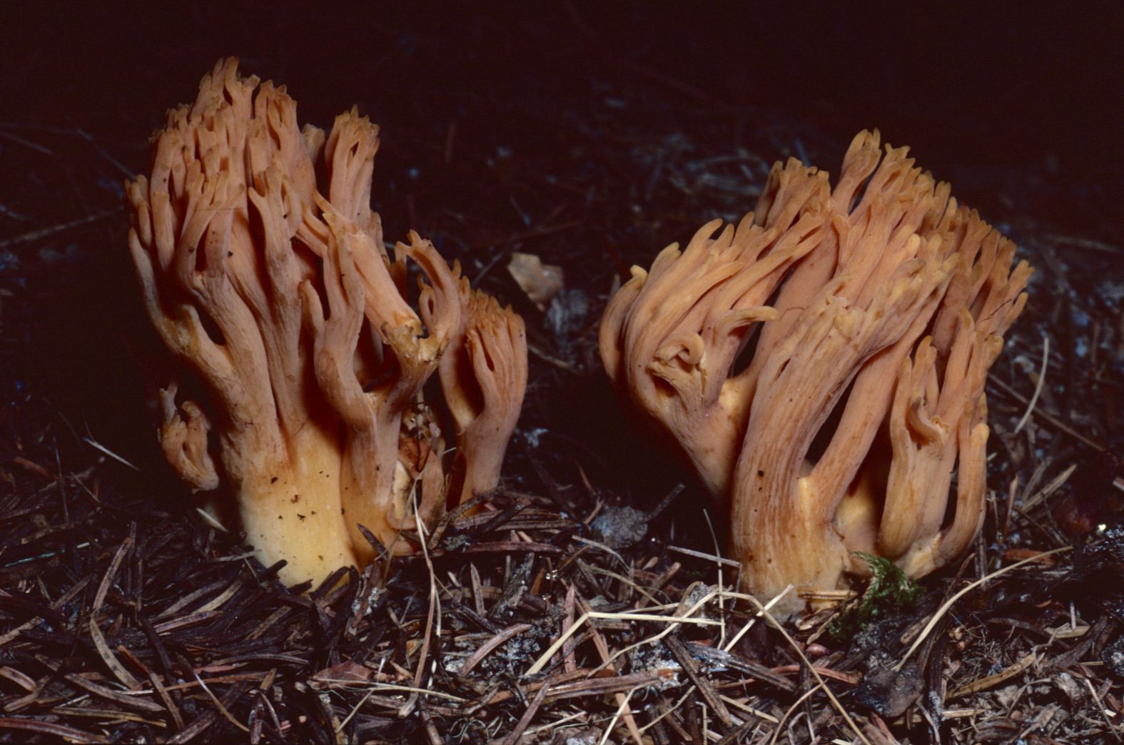 Ramaria longispora image