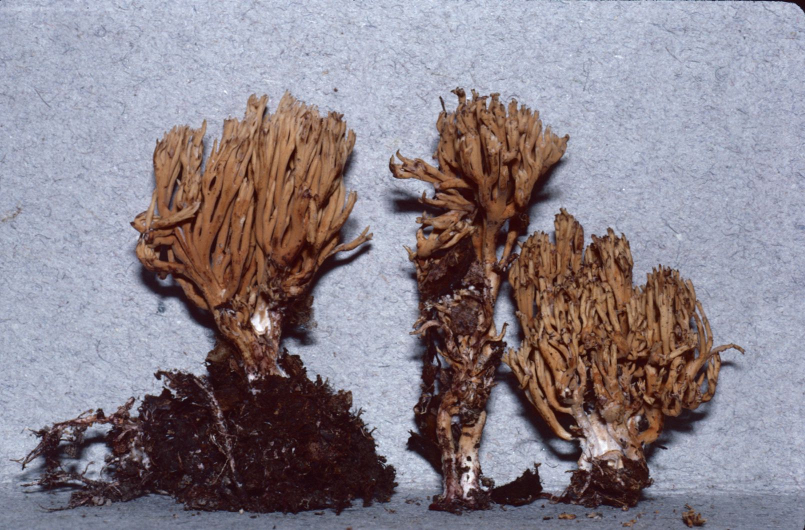 Ramaria murrillii image