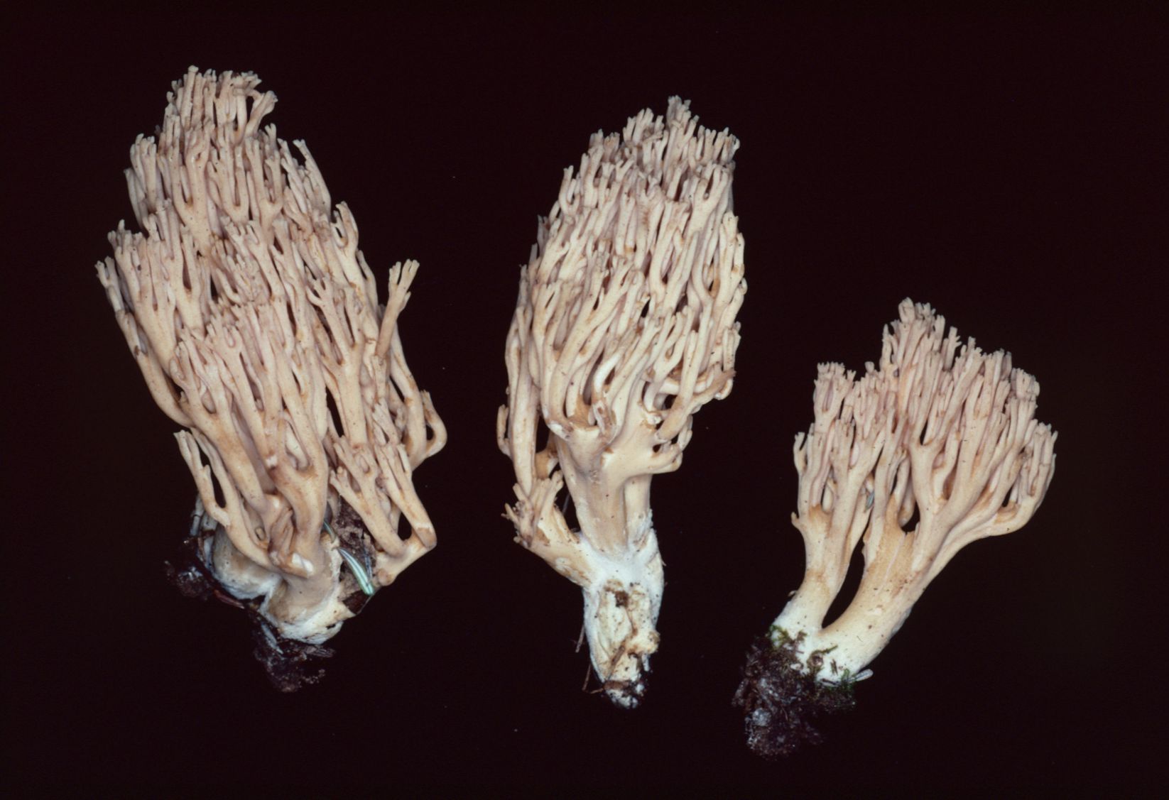 Ramaria canescens image