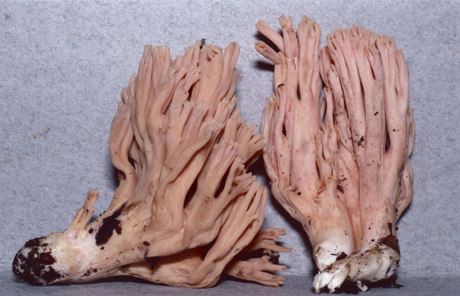 Ramaria canescens image