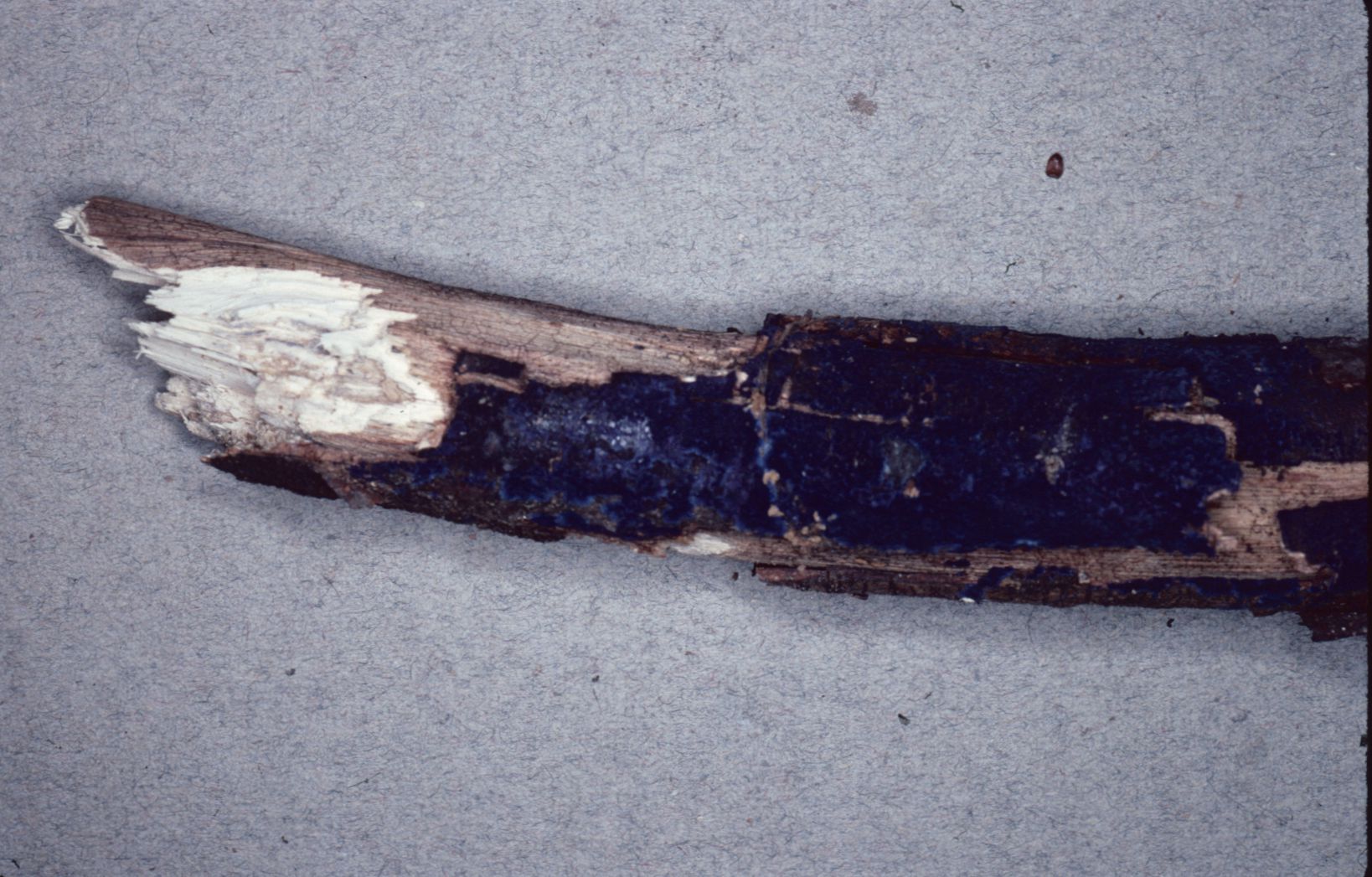 Pulcherricium caeruleum image