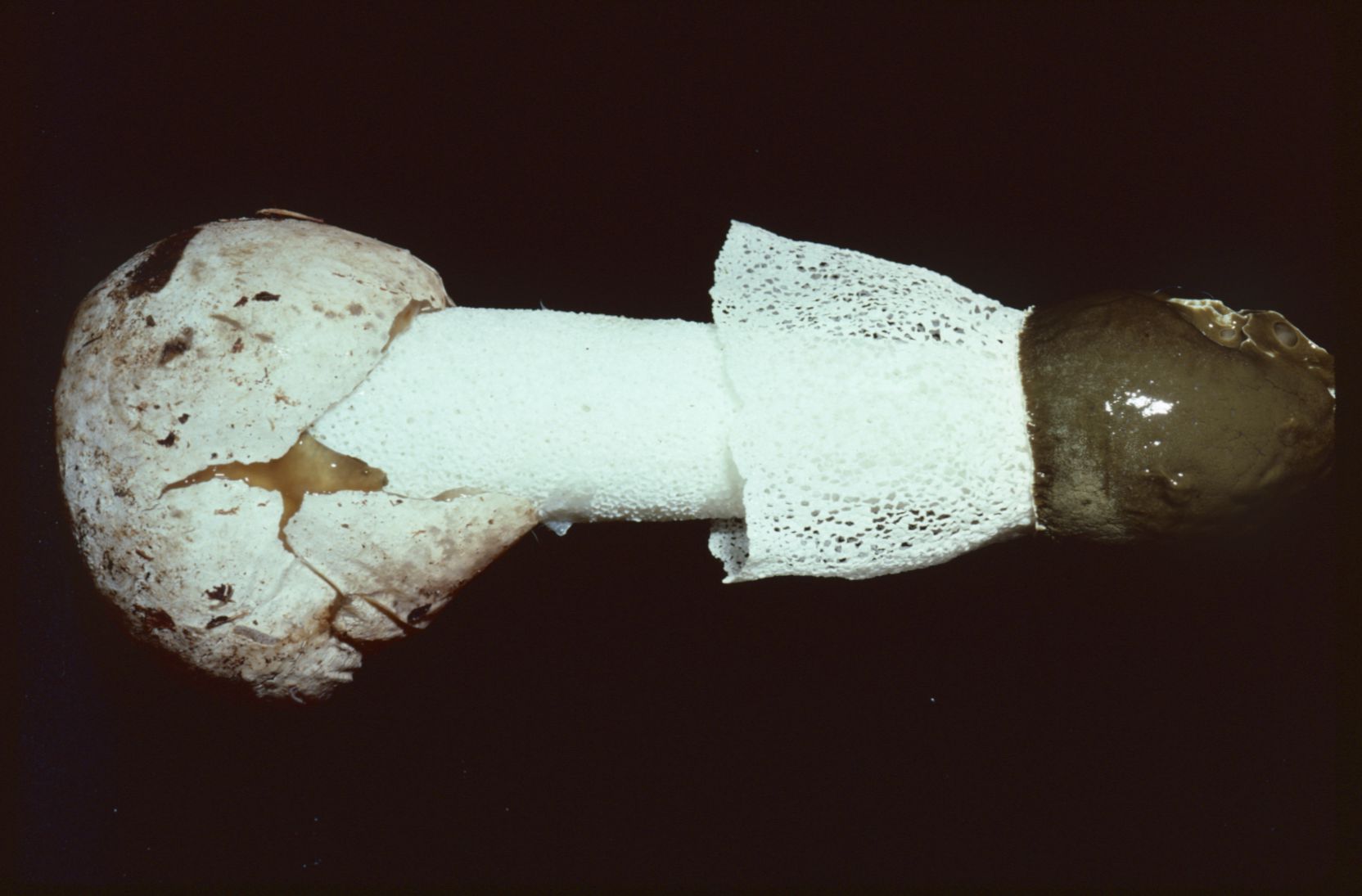 Dictyophora duplicata image