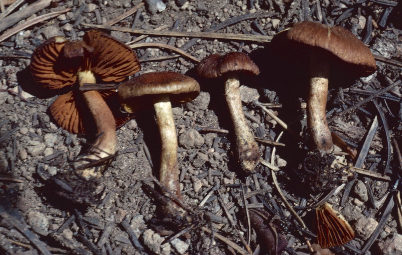 Cortinarius aurantiobasis image