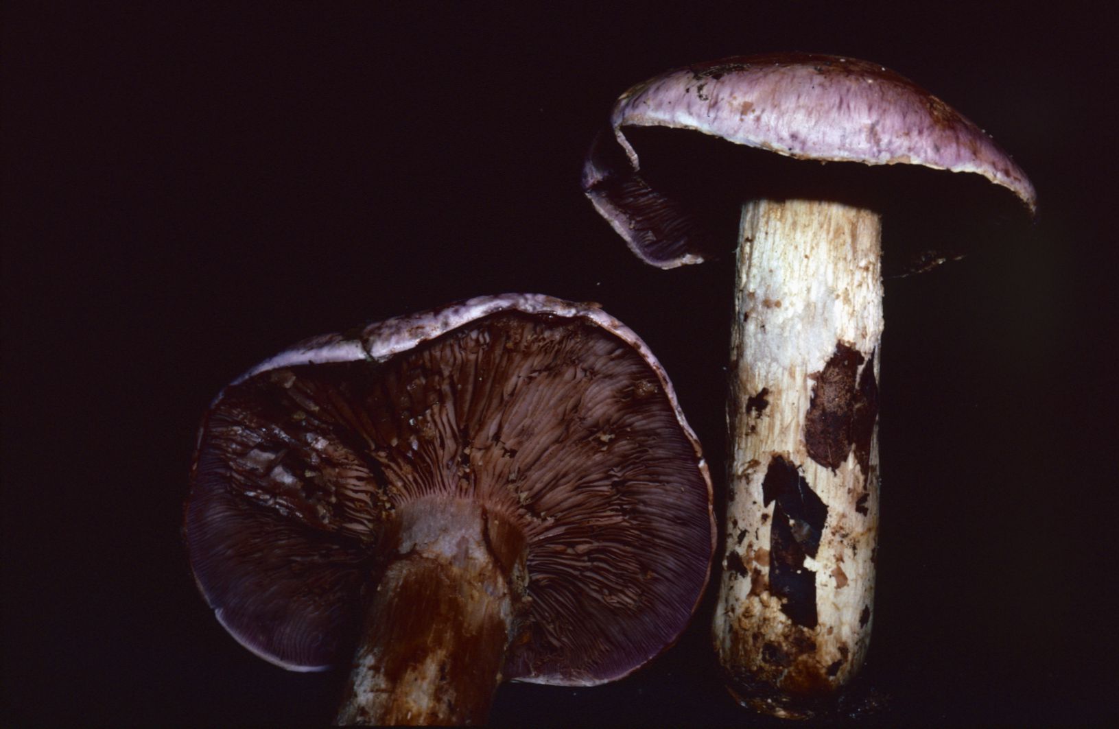 Cortinarius robustus image