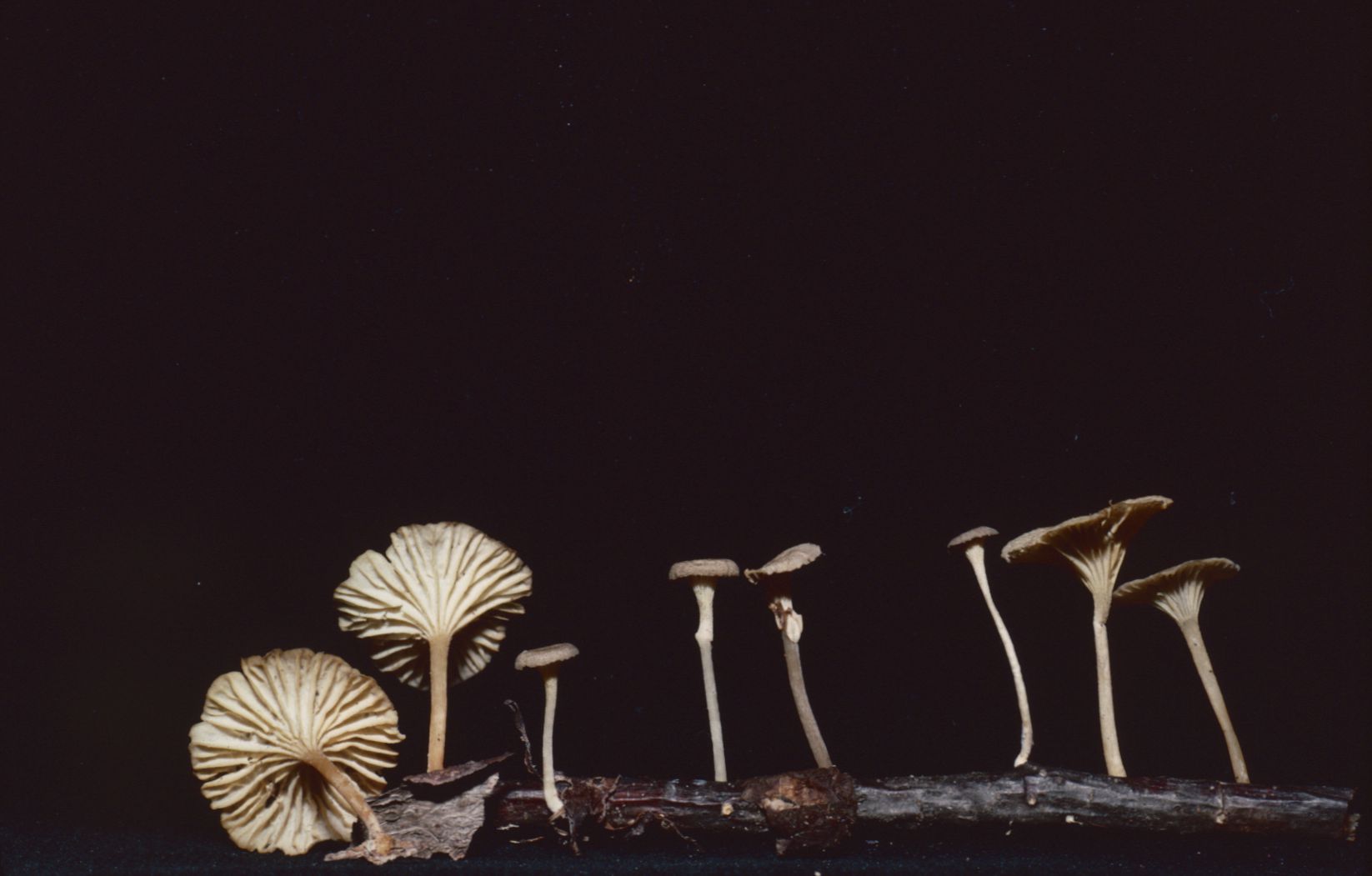 Gerronema subclavatum image