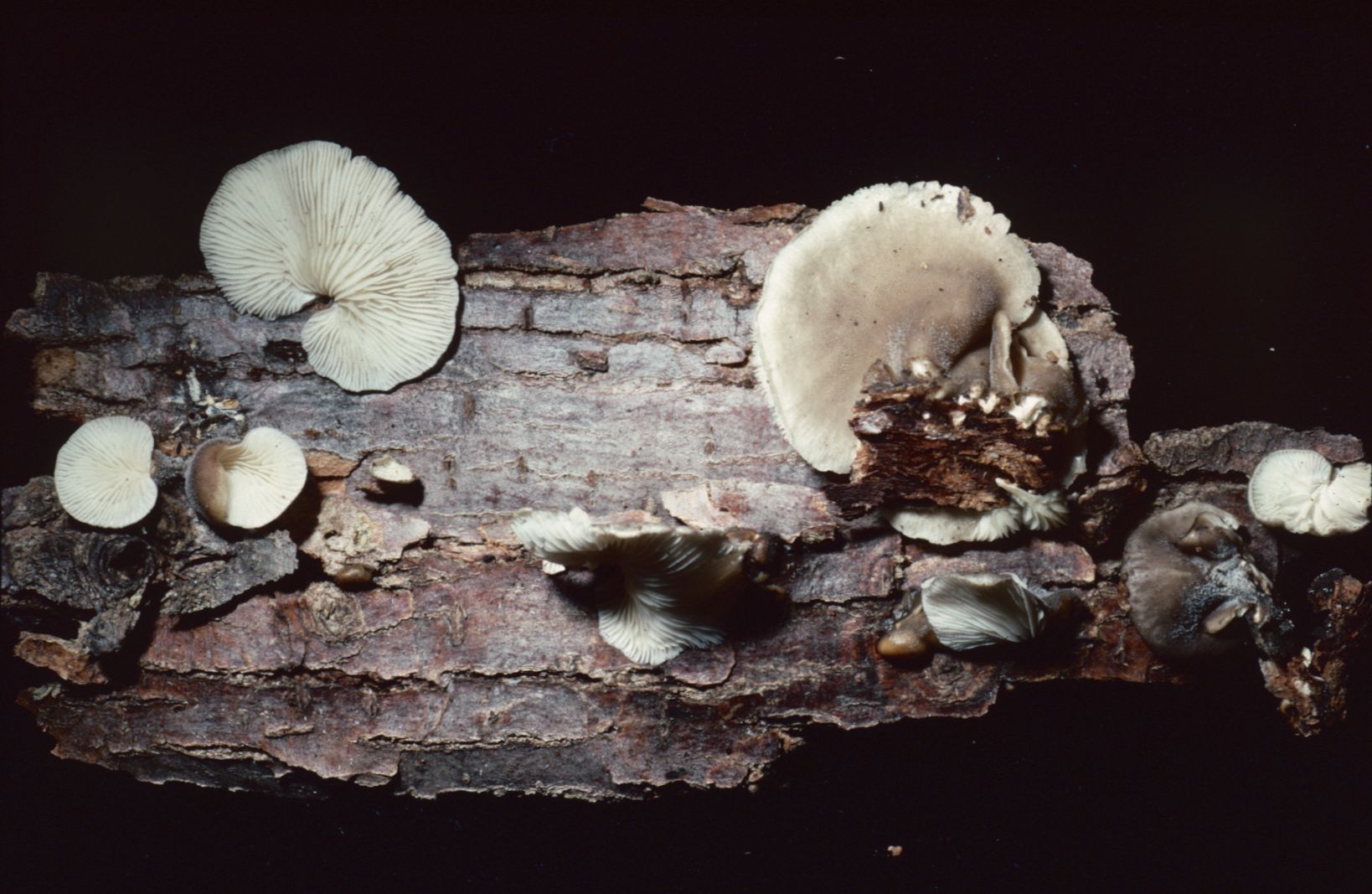 Hohenbuehelia atrocaerulea var. grisea image